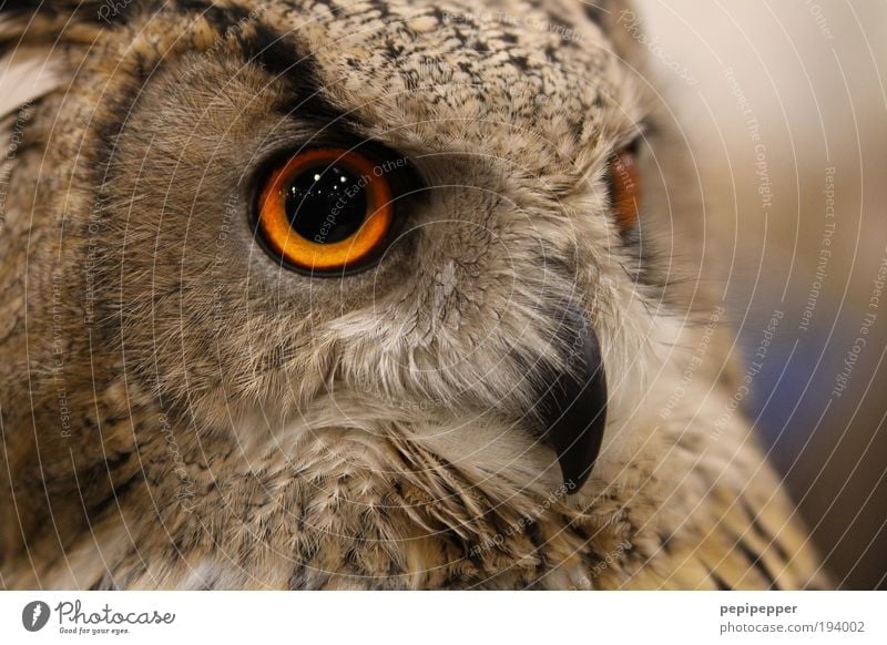 eye contact Nature Landscape Moon Animal Wild animal Bird Animal face Wing Claw Zoo 1 Feeding Aggression Esthetic Threat Large Brown Cool (slang) Owl birds
