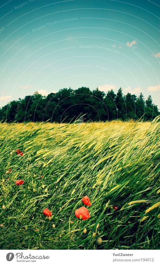 summer Nature Landscape Animal Summer Beautiful weather Flower Grass Meadow Field Fragrance Vacation & Travel Happiness Infinity Hot Green Red Moody