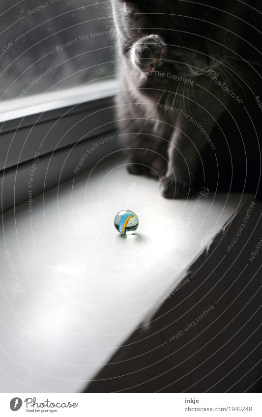 the marble Leisure and hobbies Playing Window Window board Pet Cat 1 Animal Marble Glass ball Round Disinterest Cleaning Ignore Colour photo Interior shot