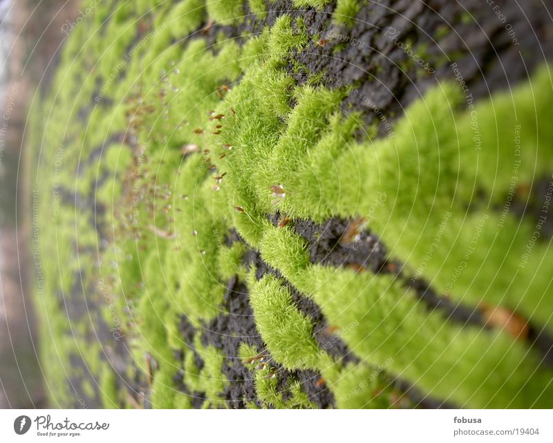 moss Overgrown Green Nature Moss