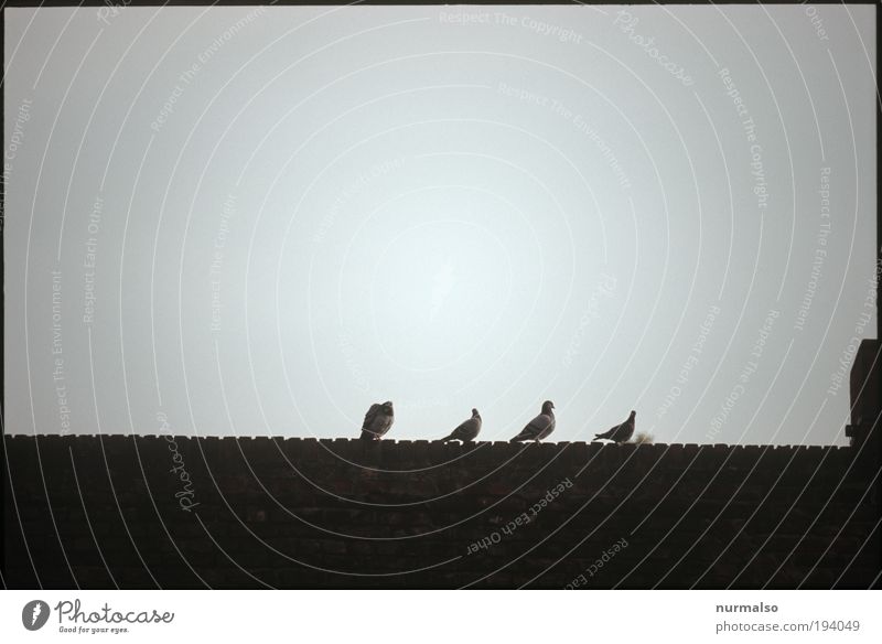 rather four pigeons. . . Art Animal Wild animal Bird Pigeon 4 Group of animals Sign Relaxation Flying To feed Feeding Hunting Sit Dark Far-off places Astute