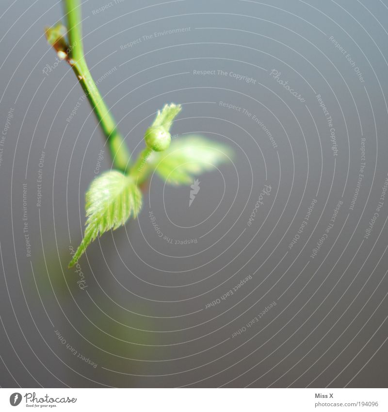 from nowhere Nature Spring Plant Leaf Blossom Foliage plant Fresh Small Branch Shoot Leaf bud Colour photo Subdued colour Macro (Extreme close-up) Deserted