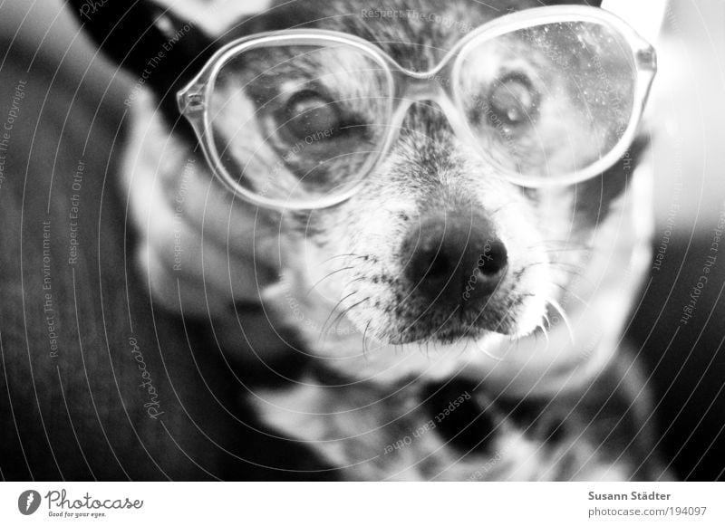 Axel with grandma`s nose bike Pet Dog 1 Animal Looking Intellect Puppydog eyes Smart horn-rimmed glasses Ashtray Lens strength Blind Snout Pelt Gray axel