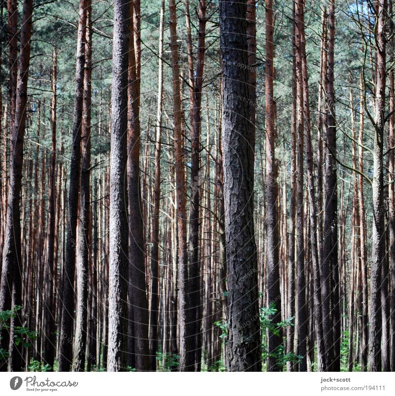 Loud trees Environment Nature Tree trunk Forest Authentic Unwavering Vertical Conifer Many Side by side Narrow Subdued colour Abstract Structures and shapes