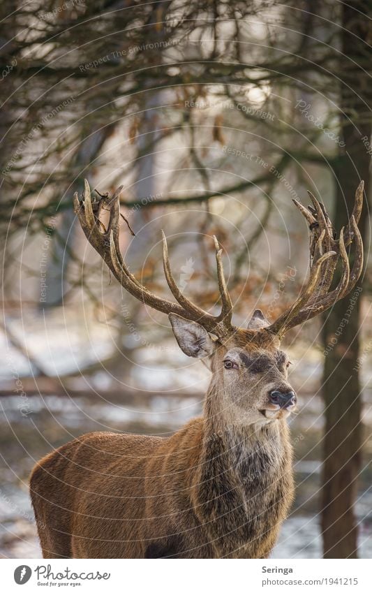 Skeptical view Nature Plant Animal Forest Wild animal Animal face Pelt Zoo 1 Movement To feed Feeding Deer Red deer Antlers Colour photo Multicoloured