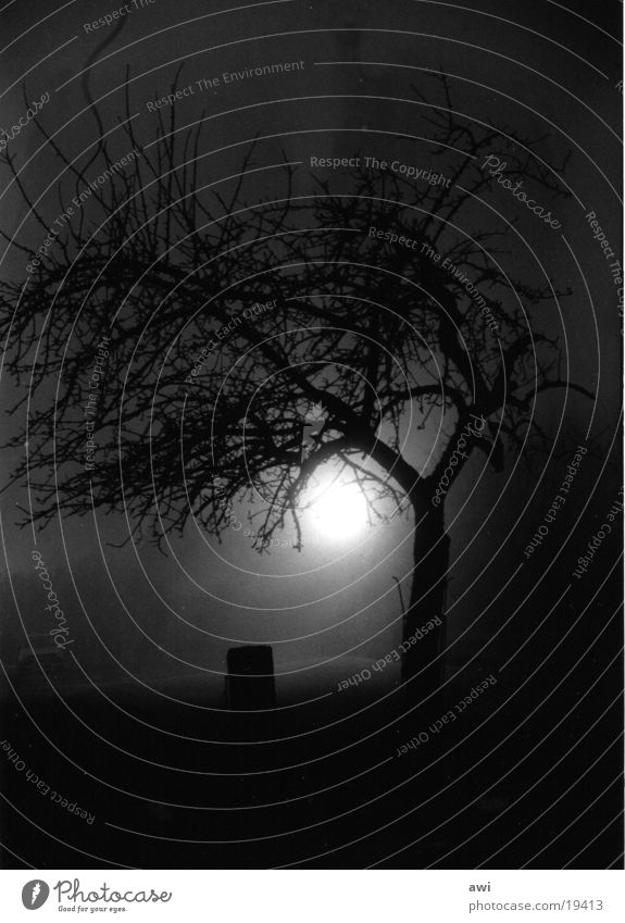 nightshade Tree Moonlight Fog Black & white photo Available Light Shadow Silhouette