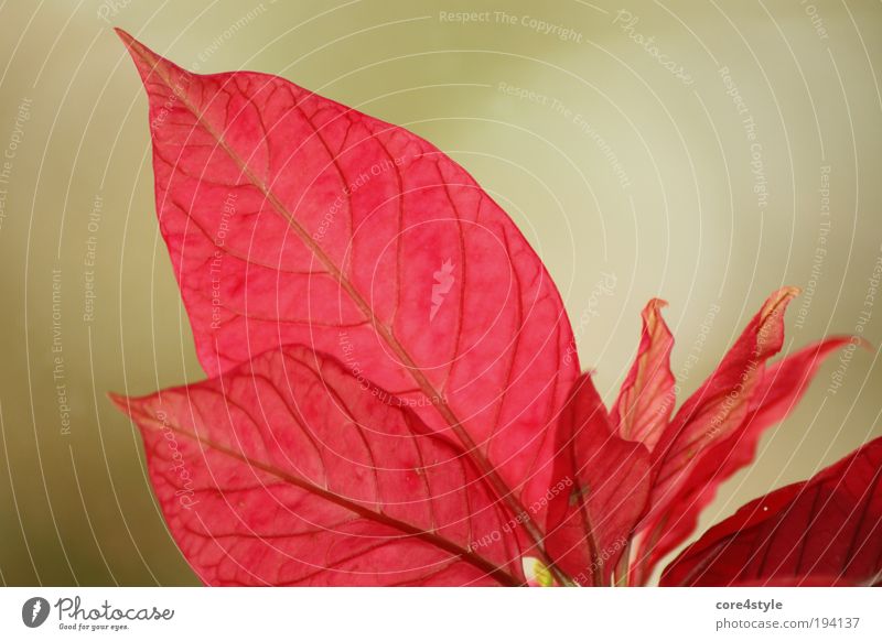 Red like a poinsettia Plant Flower Leaf Blossom Pot plant Exotic Fantastic Beautiful Green Christmas star Colour photo Close-up Detail Neutral Background Day