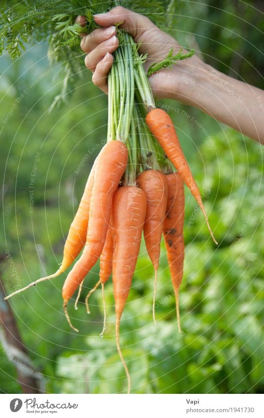Bunch of carrots in a hand Food Vegetable Lettuce Salad Nutrition Eating Organic produce Vegetarian diet Diet Shopping Health care Healthy Eating Woman Adults