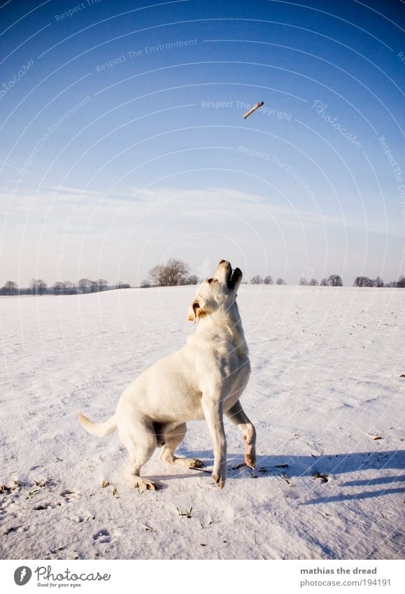 READY TO TAKE OFF II Environment Nature Landscape Sky Clouds Horizon Winter Beautiful weather Ice Frost Snow Plant Tree Meadow Field Animal Pet Dog 1 Movement
