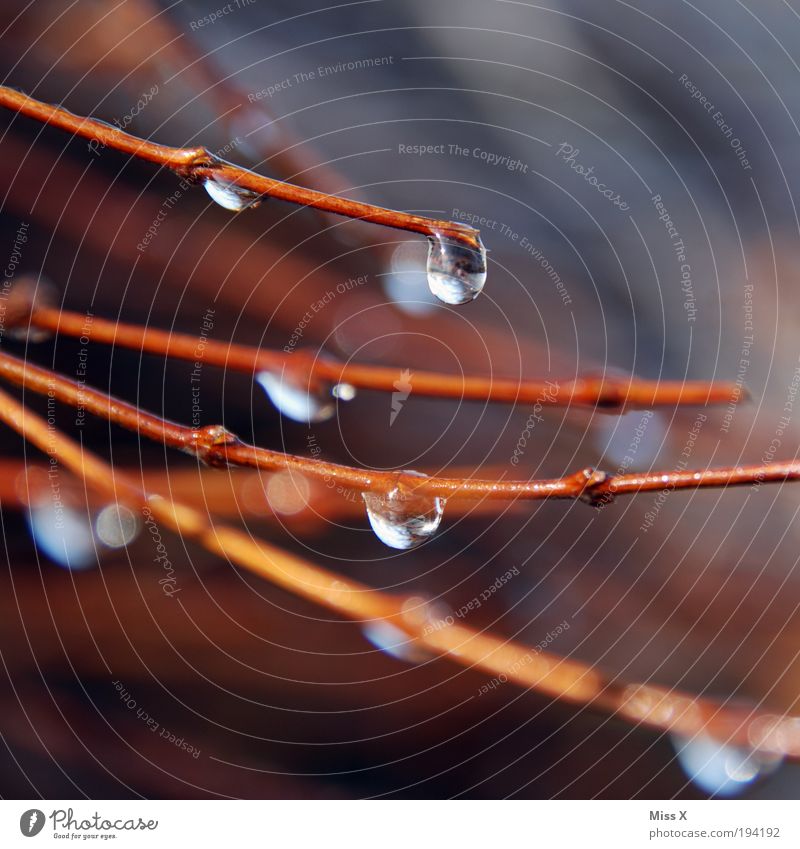 trickle Water Drops of water Spring Autumn Climate Weather Bad weather Storm Rain Tree Bushes Park Glittering Cold Wet Branch Colour photo Exterior shot Detail