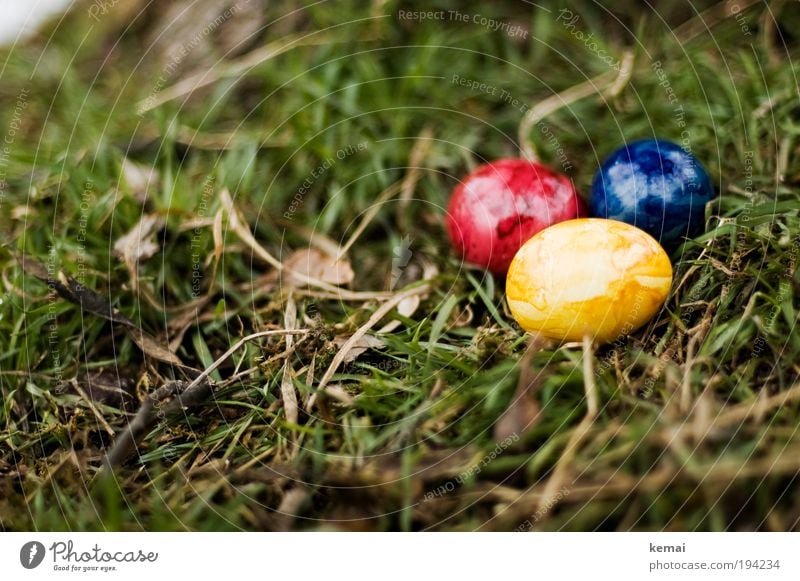 Easter eggs Food Egg Eggshell Nutrition Environment Nature Plant Earth Spring Grass Leaf Foliage plant Easter egg nest Blue Yellow Green Red 3 Colour photo