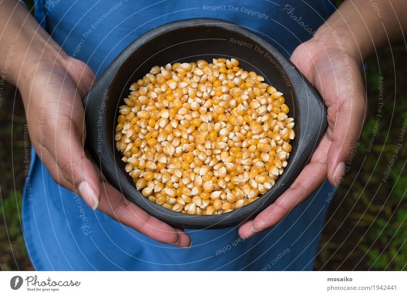 hands holding a bowl with maize Vegetable Nutrition Vegetarian diet Diet Hand Fingers Group Nature Plant Natural Yellow Gold Colour Tradition Farm Crops Harvest