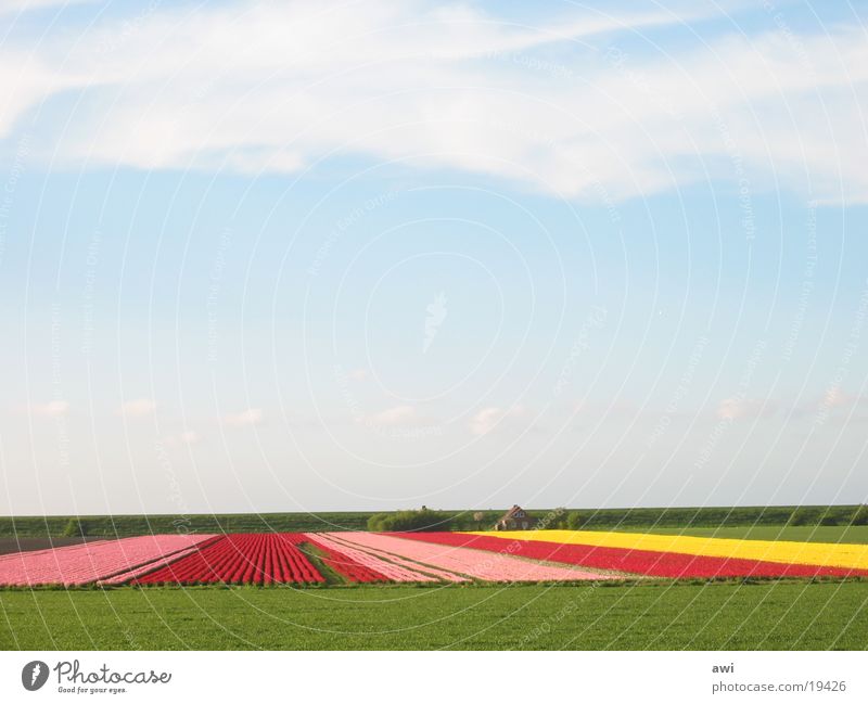 TulpenamDeich! Flower Tulip Dike Field Wide angle Green Multicoloured Landscape Sky Earth Blue
