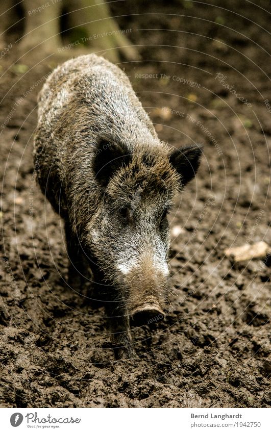 Wild boar in mud Earth Autumn Bad weather Forest Animal Wild animal Animal face Pelt Zoo 1 Observe Stand Wait Dirty Healthy Cold Curiosity Brown Gray Power
