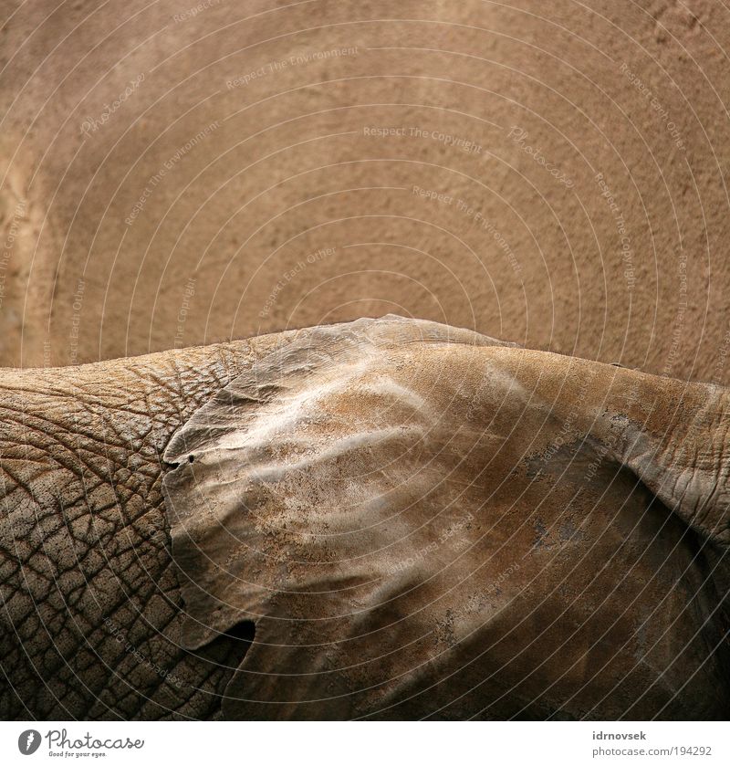 Elephants live quietly Zoo Animal Wild animal 1 Large Near Natural Dry Brown Gray Moody Secrecy Serene Calm Wisdom Unemotional Esthetic Contentment Life