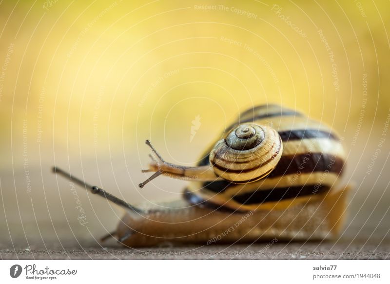 Just crawling? Joy Nature Spring Summer Garden Wild animal Snail Brown-lipped snail 2 Animal Touch Movement Cute Above Slimy Yellow Spring fever Speed Ease Team