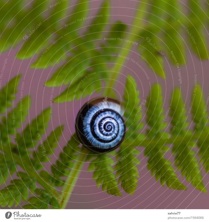snail and fern Nature Plant Fern Forest Snail Esthetic Positive Round Green Violet Design Art Calm Symmetry Structures and shapes Spiral Snail shell Leaf