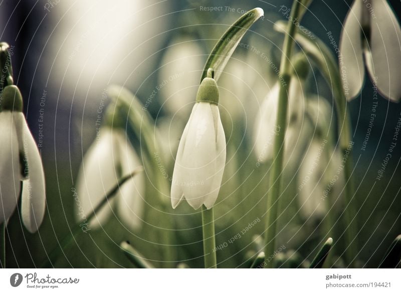 when the spring bells ring softly... Environment Nature Landscape Spring Winter Beautiful weather Plant Flower Grass Wild plant Snowdrop Meadow Discover Growth