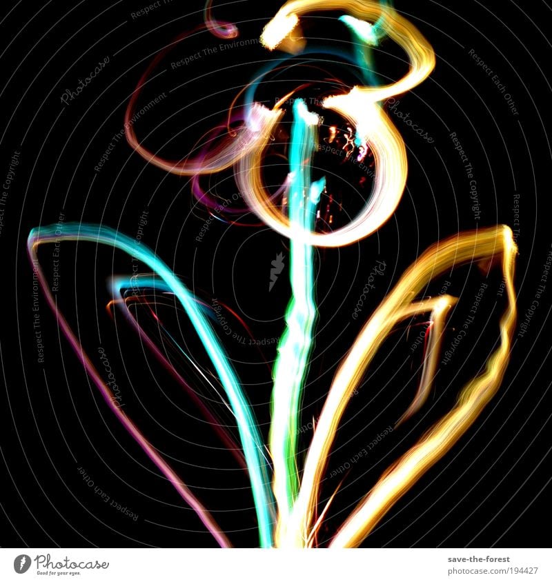 Floral glow Flower Blossom Plant Light Multicoloured Long exposure Experimental Illuminate Dark Painting and drawing (object) Artificial light