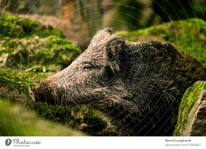wild boar Animal Wild animal Animal face Pelt 1 Brown Gray Green Colour photo Exterior shot Copy Space top Copy Space bottom Day Central perspective