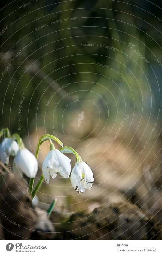 spring awakening Environment Nature Plant Flower Blossom Bright Brown Green White 4 Snowdrop Spring Spring flower Colour photo Copy Space top Morning Light