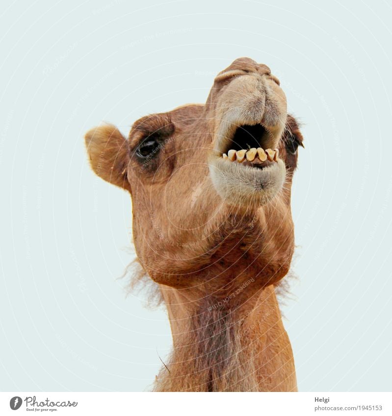 Hey. Animal Animal face Pelt Zoo Camel 1 Observe Looking Stand Authentic Uniqueness Curiosity Brown Gray Contentment Life Colour photo Subdued colour