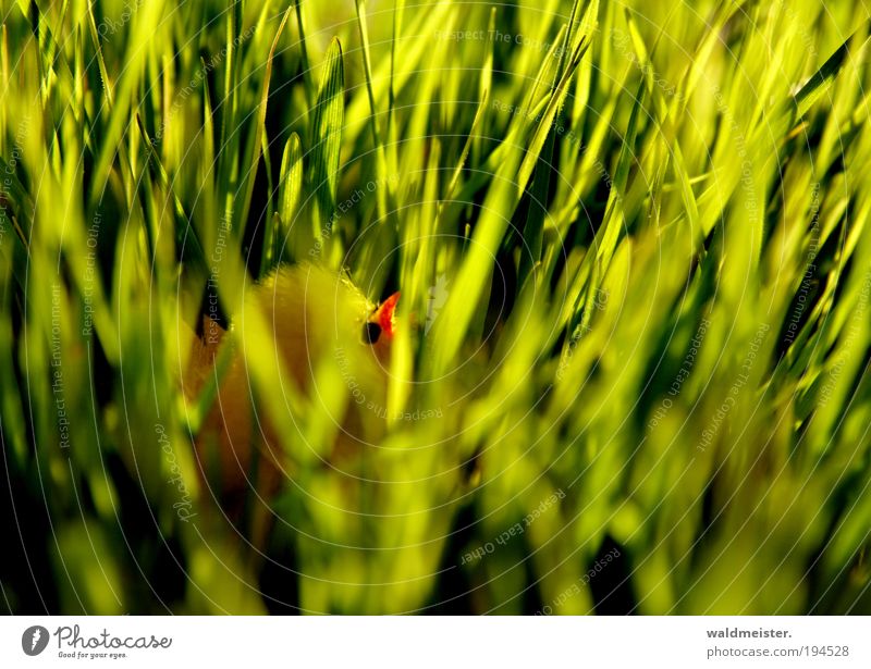 chick Easter Grass Chick Baby animal Spring fever Green Hide Decoration Yellow Colour photo Blur Shallow depth of field
