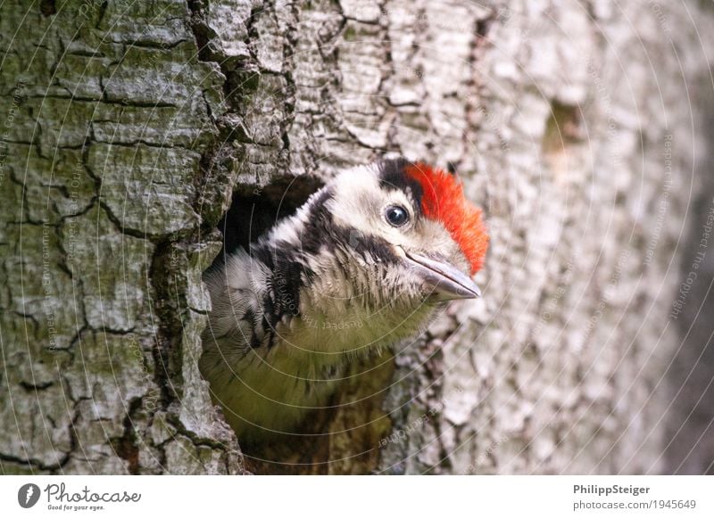 Woodpecker looks crooked out of the hollow of the tree Nature Feeding Natural Curiosity Cute wildlife Animal Beak Bird Multicoloured Spotted woodpecker Hollow