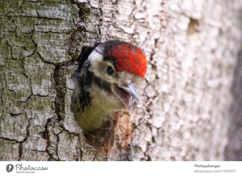 Little spotted woodpecker looks out of his cave Nature Feeding Responsibility Dependability Prompt Conscientiously Animal Beak Bird Multicoloured Curiosity