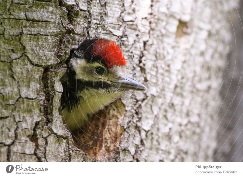 Little woodpecker looks out of the hole Nature Flying Feeding Animal Woodpecker Spotted woodpecker look out Tree woodpecker hole ecological niche Ecological