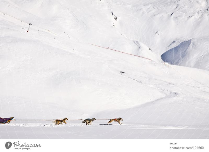 sixpack Winter vacation Environment Snow Alps Mountain Animal Pet Farm animal Dog Group of animals Running Movement Driving Bright Cold White Endurance Sled dog