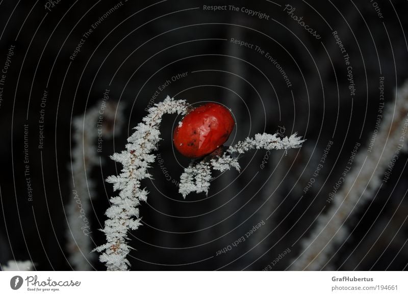 Rosehip on ice stick Winter Ice Frost Plant "Rosehip hepatic iced Frozen Itching powder." Red White Cold Nature edible Colour photo Exterior shot Flash photo