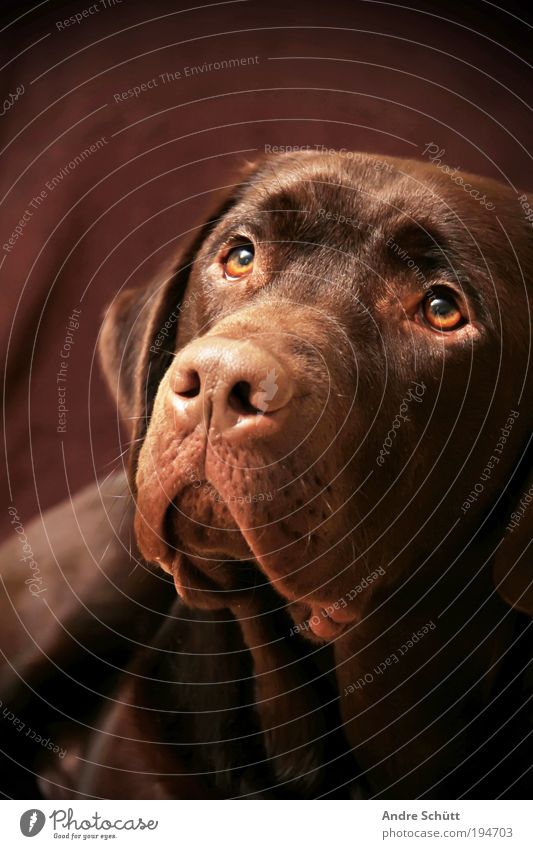 Labrador Bruno Animal Pet Dog Animal face 1 Observe Lie Looking Friendliness Brown Anticipation Trust Loyal Love of animals Joie de vivre (Vitality) chocolate
