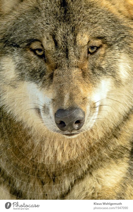 Isegrim Environment Nature Animal Winter Zoo Wolf 1 Observe Looking Wait Threat Curiosity Brown Gray White Pelt Colour photo Exterior shot Close-up Deserted Day