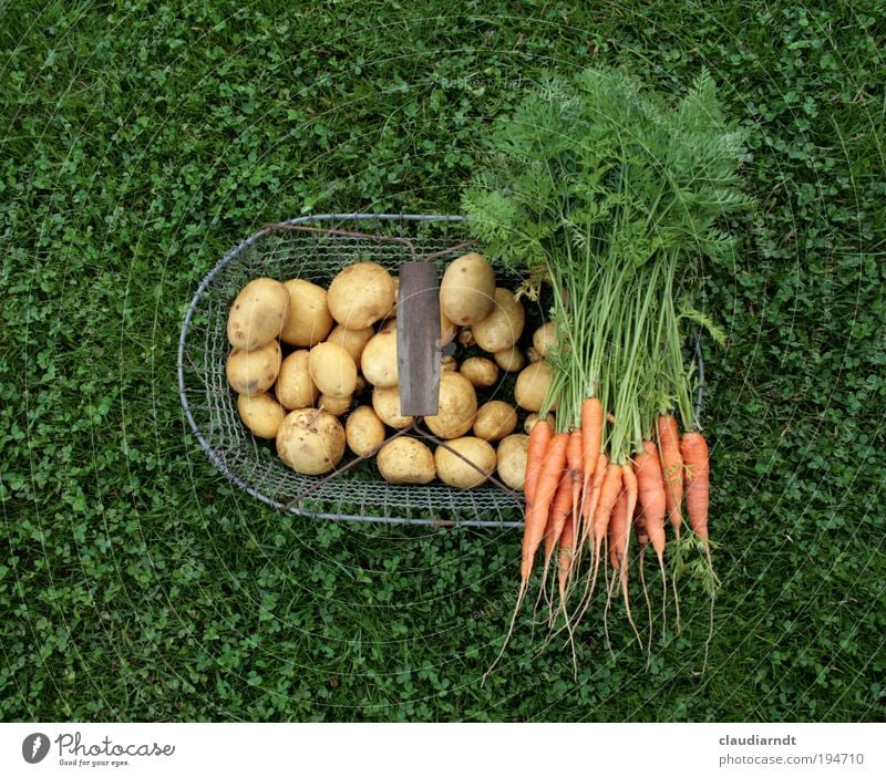 healthy food Food Vegetable Potatoes Carrot Nutrition Organic produce Vegetarian diet Healthy Gardening Summer Agricultural crop Field Fresh Green Growth
