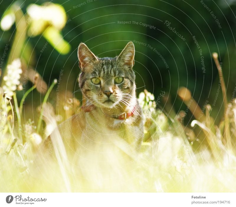I see you! Environment Nature Landscape Plant Earth Sun Sunlight Summer Climate Weather Beautiful weather Warmth Grass Garden Park Meadow Animal Pet Cat