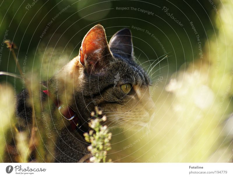 Hunting Environment Nature Plant Animal Summer Climate Weather Beautiful weather Warmth Grass Garden Park Meadow Pet Cat Animal face Pelt 1 Hot Bright Curiosity