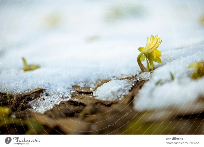 the winter goes Environment Nature Landscape Plant Spring Climate Climate change Beautiful weather Snow Flower Leaf Blossom Eranthis hyemalis Park Blossoming