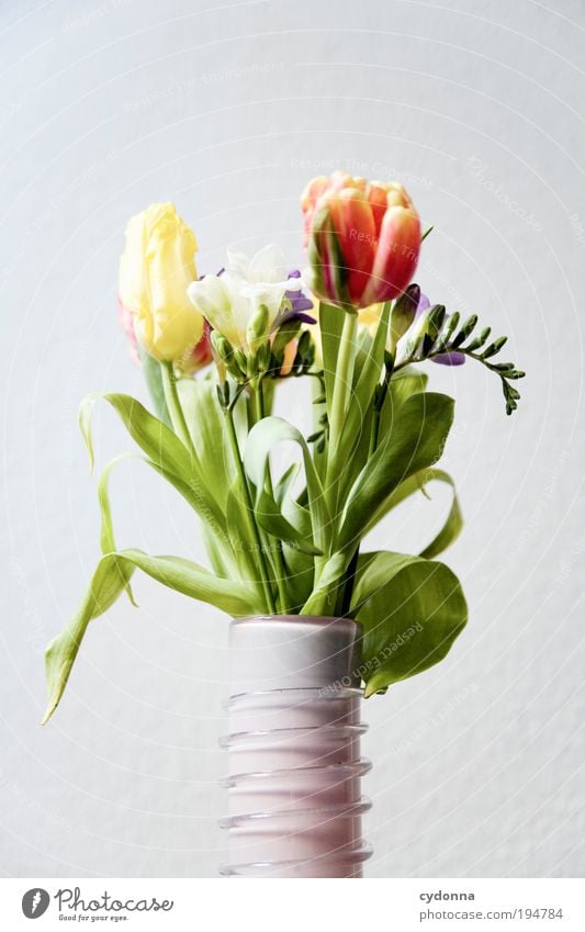 bouquet Lifestyle Beautiful Well-being Contentment Living or residing Decoration Nature Plant Spring Summer Flower Tulip Leaf Blossom Joy Happy Idea
