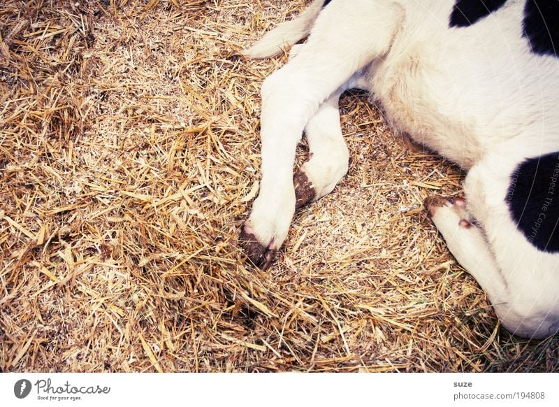 1x knuckle of veal Animal Farm animal Cow Baby animal Sleep Love of animals Calf Dappled Speckled Straw Barn Animalistic Legs Colour photo Subdued colour Detail