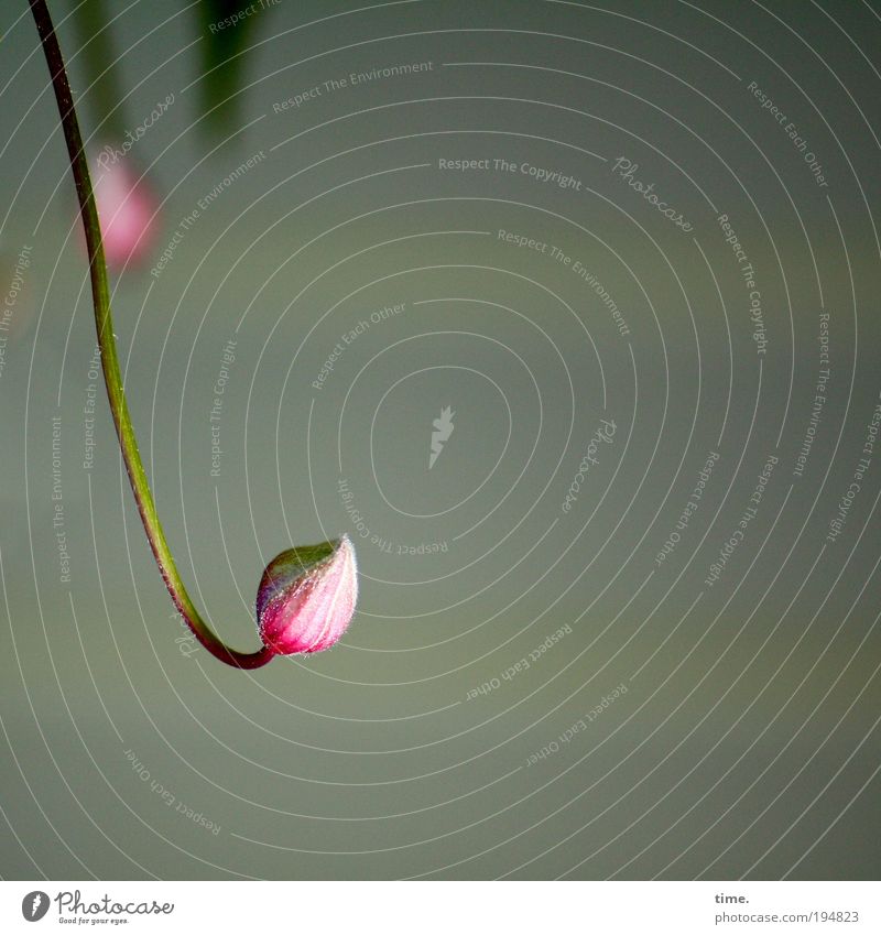Curious Springs Plant Exterior shot Frontal Blossom Wake up Depth of field Curiosity Morning glory Pink Red White Gray Light Growth Bend Curve Vertical