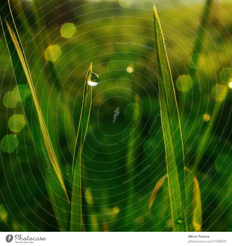 morning dew Nature Drops of water Sunrise Sunset Spring Grass Meadow River bank Discover Glittering Illuminate Looking Growth Esthetic Wet Natural Yellow Green