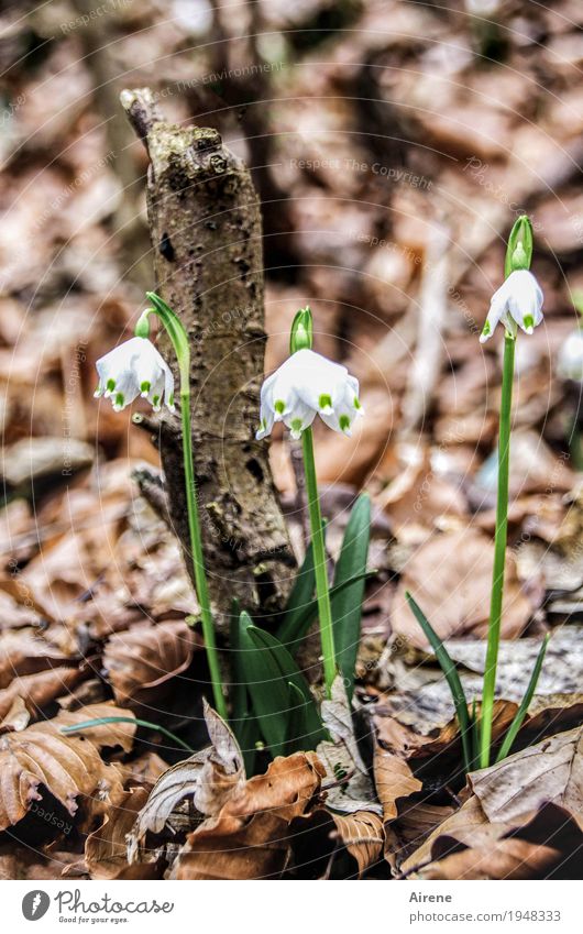 three graces and a coarse block Nature Plant Spring Flower Snowdrop Spring snowflake Forest Blossoming Growth Beautiful Natural Brown Green White Spring fever