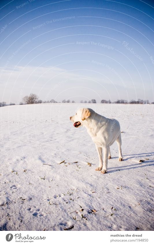 ONE LAST LOOK Environment Nature Landscape Sky Clouds Horizon Sunlight Winter Beautiful weather Ice Frost Snow Plant Tree Meadow Field Animal Pet Dog 1 Observe
