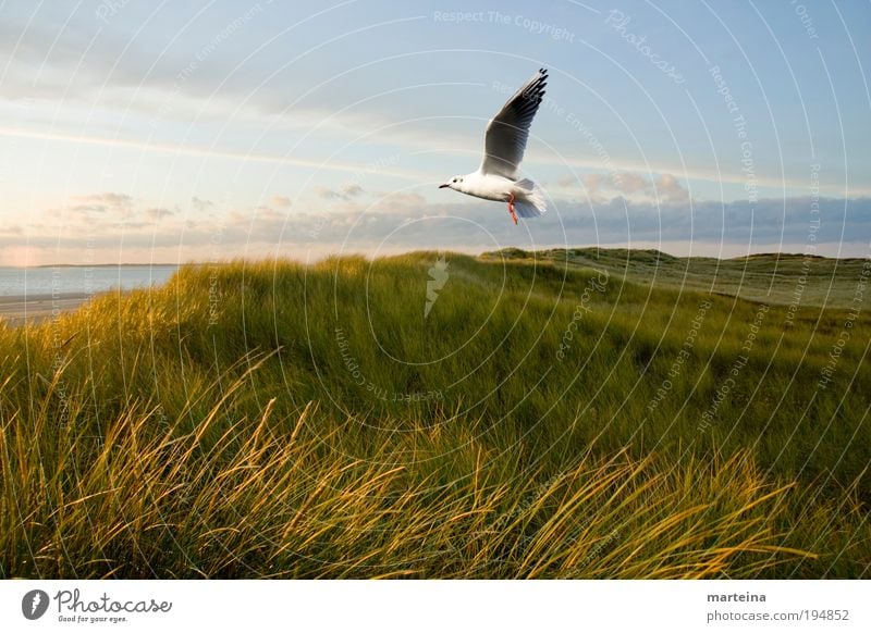 pure nature Environment Nature Landscape Air Water Sky Sunlight Climate Weather Beautiful weather Plant Grass Wild plant Coast North Sea Animal Bird 1 Flying