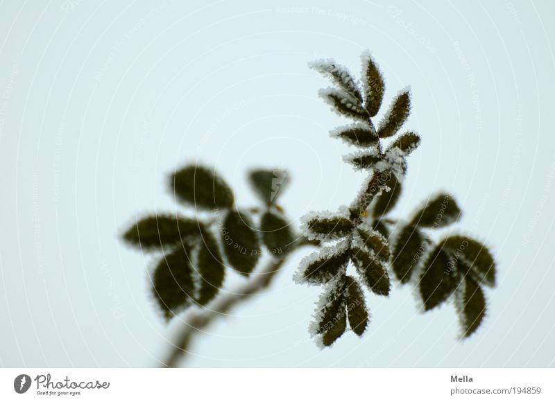 brimful Environment Nature Plant Winter Climate Ice Frost Flower Rose Leaf Cold Natural Gloomy Gray Green Colour photo Subdued colour Exterior shot Deserted