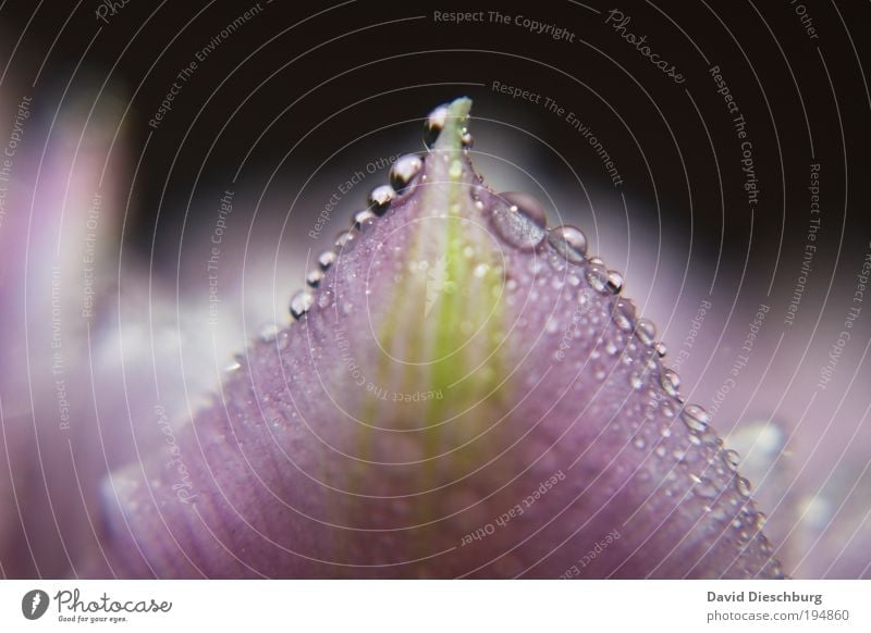 Purple pearlo'clock Life Harmonious Nature Plant Drops of water Spring Summer Weather Rain Flower Blossom Violet Silver Dew Wet Damp Colour photo Exterior shot