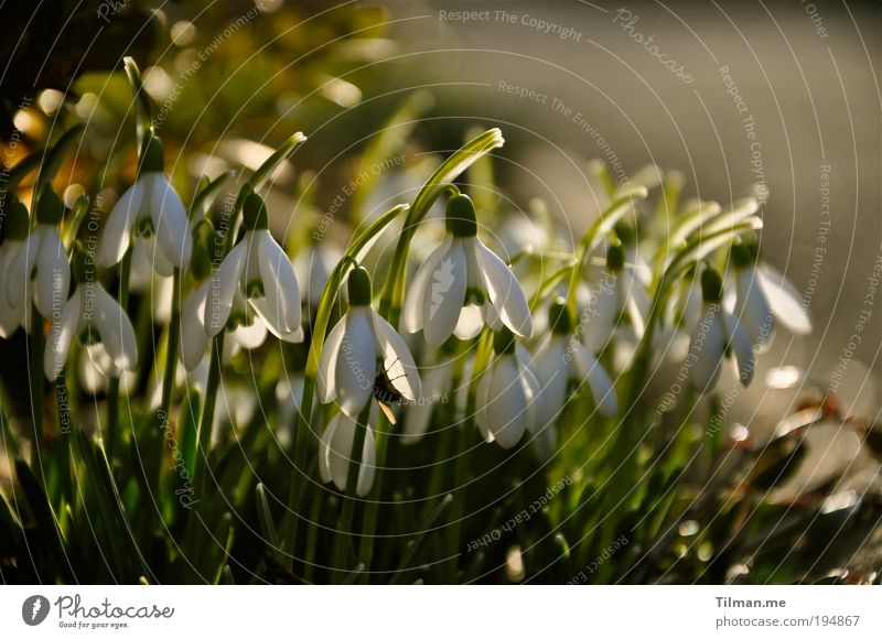 Snowdrops in the evening sun Fragrance Nature Plant Spring Beautiful weather Meadow Blossoming Hang Growth Healthy Happy Kitsch Small Cute Gold Green White