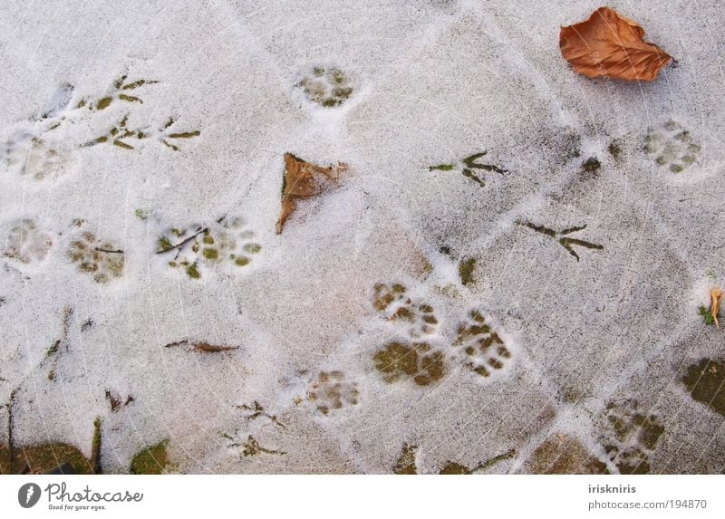 Tracks in the snow Winter Snow Terrace Cat Bird Claw Paw Animal tracks Footprint Natural Cold Colour photo Confectioner`s sugar Leaf Pave Walking Calm