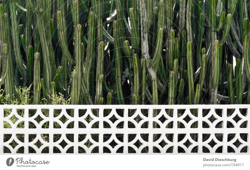 Have fun pruning! Plant Summer Cactus Foliage plant Garden Park Green White Growth Fence Line Horizontal Colour photo Exterior shot Pattern
